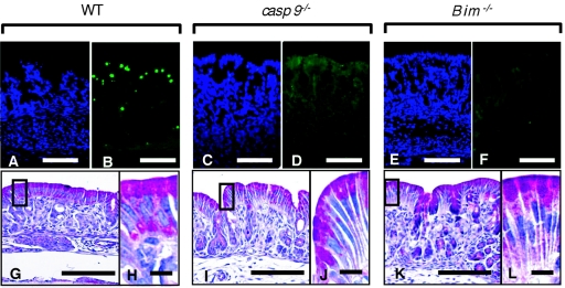 FIG. 7.