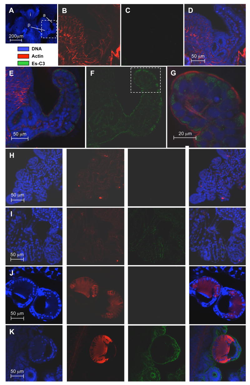 Fig 5