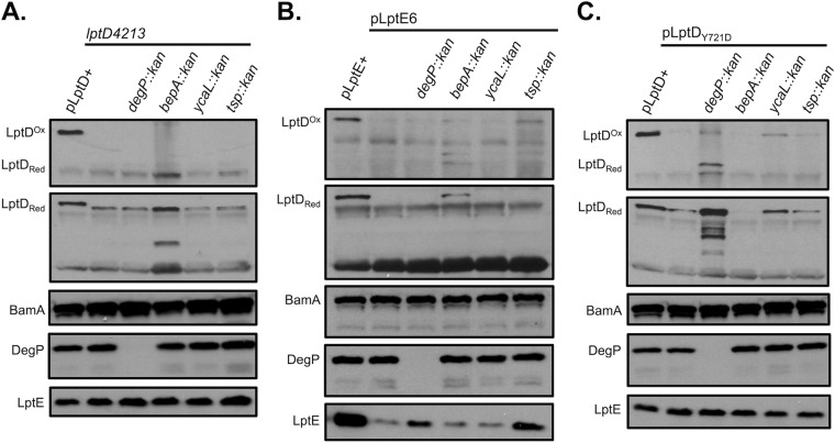 FIG 1