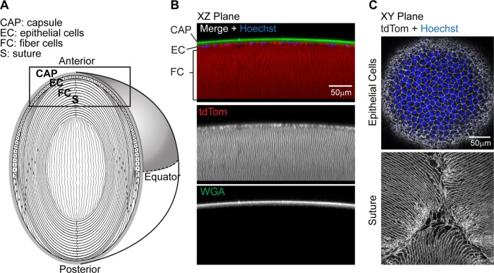 FIGURE 1: