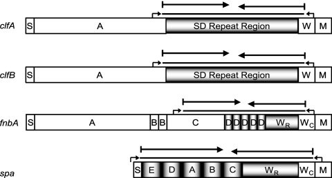 FIG. 1.