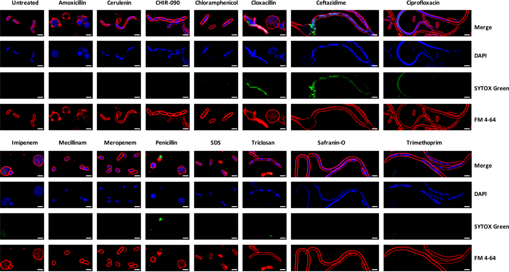 Extended Data Fig. 7