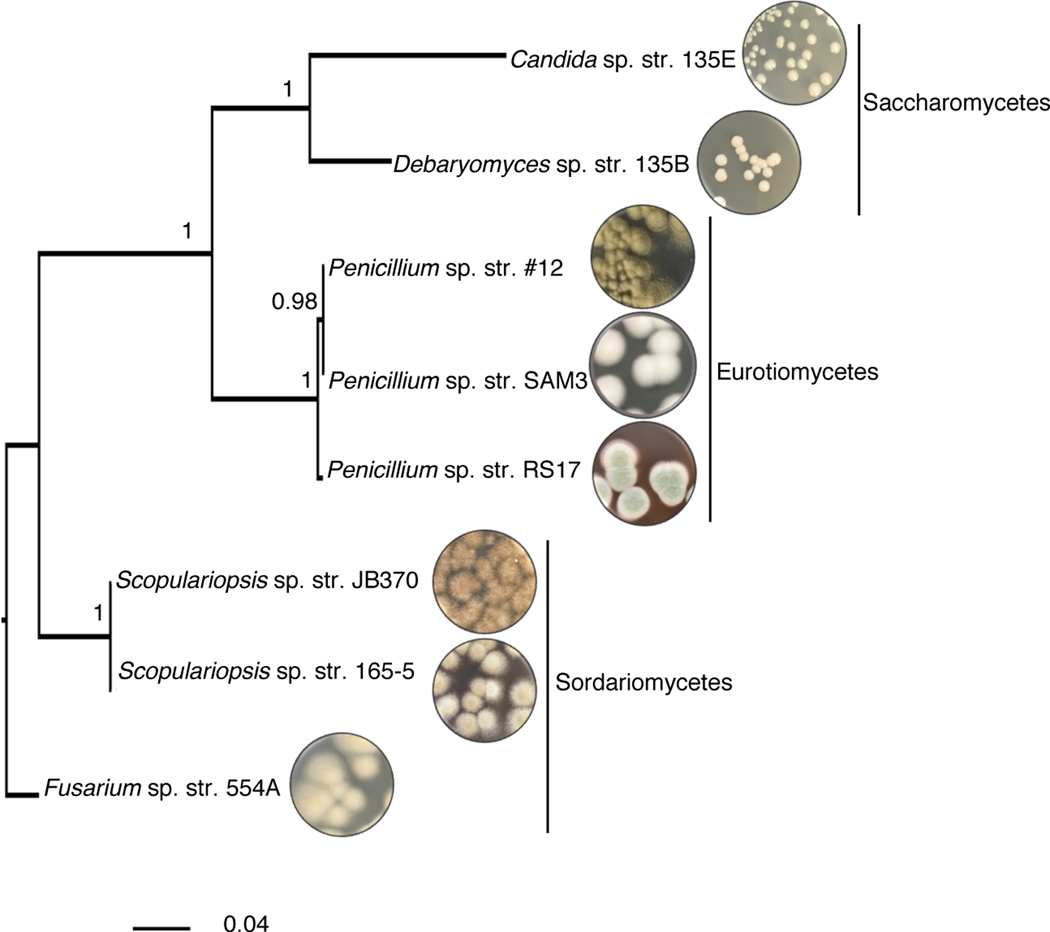 Figure 1: