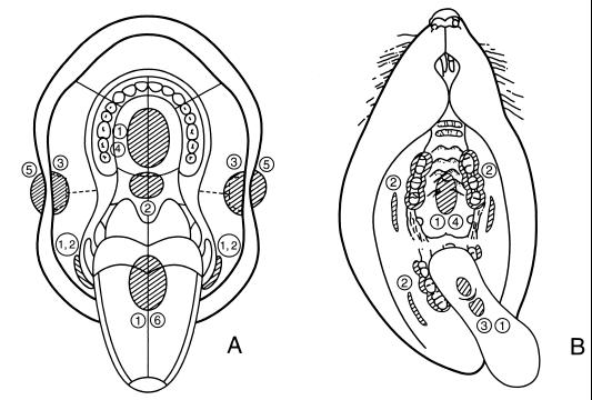 FIG. 1