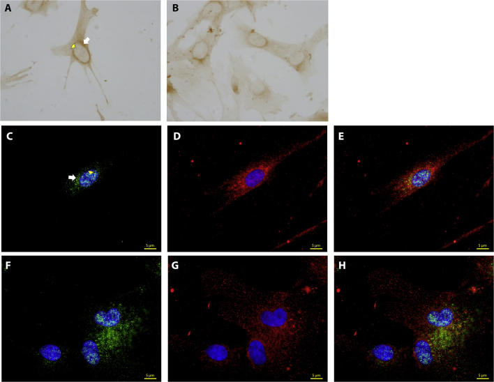 Fig. 2