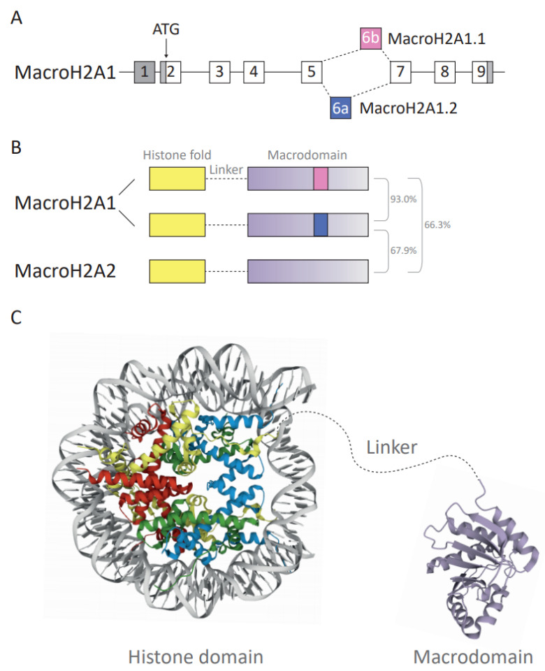 Figure 2