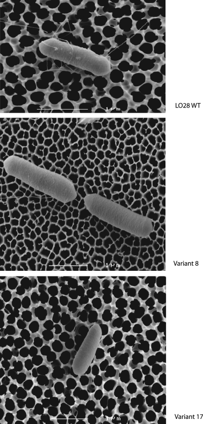 FIG. 6.