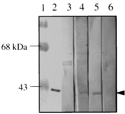 FIG. 8