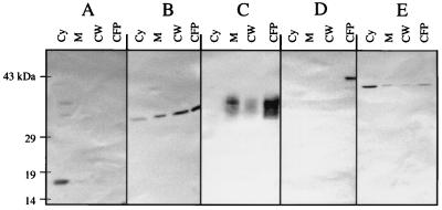 FIG. 5