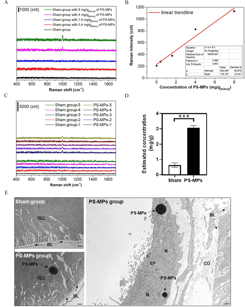 Figure 7A is a Raman spectroscopy plotting 1,000 (count) (y-axis) across Raman shift (centimeter begin superscript negative end superscript), ranging from 400 to 1,600 in increments of 200 (x-axis) for sham group with 8 milligrams per gram kidney of Polystyrene microplastics, sham group with 4 milligrams per gram kidney of Polystyrene microplastics, sham group with 1.6 milligrams per gram kidney of Polystyrene microplastics, sham group with 0.4 milligrams per gram kidney of Polystyrene microplastics, and sham group. Figure 7B is line graph plotting Raman intensity (count), ranging from 0 to 1,200 in increments of 200 (y-axis) across concentration of Polystyrene microplastics (milligram per gram kidney), ranging from 0 to 8 in increments of 2 (x-axis) for linear trendline. Figure 7C is a Raman spectroscopy plotting 5,000 (count) (y-axis) across Raman shift (centimeter begin superscript negative end superscript), ranging from 400 to 1,600 in increments of 200 (x-axis) for Sham group 5 and Polystyrene microplastics 5; Sham group 4 and Polystyrene microplastics 4; Sham group 3 and Polystyrene microplastics 3; Sham group 2 and Polystyrene microplastics 2; and Sham group 1 and Polystyrene microplastics 1. Figure 7D is a bar graph plotting estimated concentration (milligram per gram), ranging from 0 to 4 in unit increments (y-axis) across sham and Polystyrene microplastics (x-axis). Figure 7E is a transmission electron microscopy analysis of the kidney tissues in mice. The sham group and Polystyrene microplastics treatment group (0.4 milligram per day Polystyrene microplastics for 8 weeks) including basal lamina, nucleus, tubular epithelial cell, epithelial cell, and collagen fibril were observed.