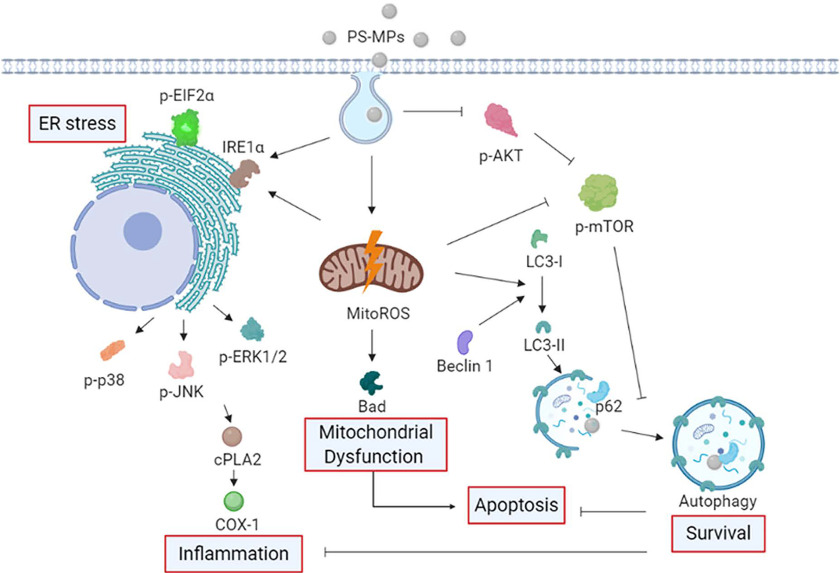 Figure 8 is a schematic diagram, depicting the proposed mechanism by which Polystyrene microplastics induced mitochondrial reactive oxygen species production, Bad expression, endoplasmic reticulum stress, inflammation, and autophagy. The data obtained in human kidney 2 cells and a mouse model states that Polystyrene microplastics were taken up by kidney cells and that Polystyrene microplastics induced mitochondrial reactive oxygen species production and Bad protein expression. Polystyrene microplastics increased the expression of the endoplasmic reticulum stress-related proteins Inositol-requiring transmembrane kinase or endoribonuclease 1 lowercase alpha and phosphorylation of eukaryotic initiation factor-2 lowercase alpha and the inflammation-related proteins Phospholipases A2 and Cyclooxygenase 1 in kidney cells. Polystyrene microplastics also increased the autophagy-related protein expression of Beclin 1, and light chain 3 in kidney cells and affected endoplasmic reticulum stress, inflammation, and autophagy in the kidney cells via mitogen-activated protein kinase and Protein kinase B or mammalian target of rapamycin signaling pathways. Mitochondrial reactive oxygen species-mediated regulation of Bad, Inositol-requiring transmembrane kinase or endoribonuclease 1 lowercase alpha and light chain 3 in kidney cells can occur via Protein kinase B or mammalian target of rapamycin signaling pathways. An autophagy may be an adaptive stress response that inhibits inflammation and apoptosis.