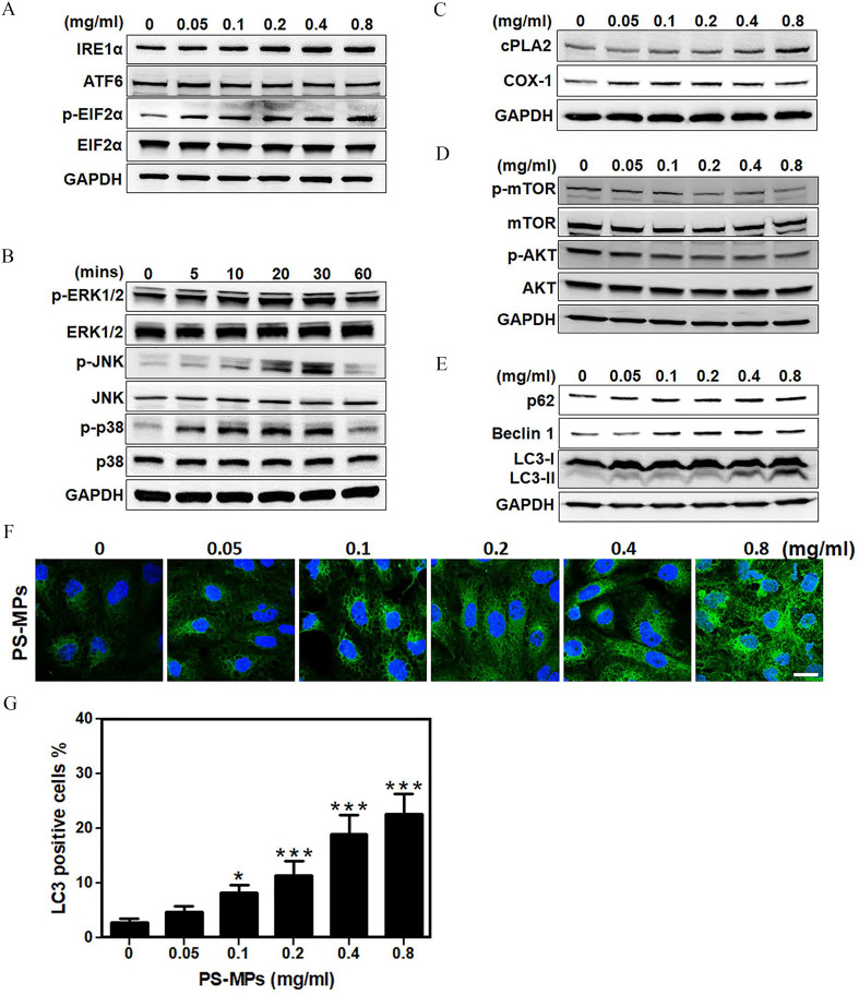 Figures 3A, 3C, 3D, and 3E are western blots plotting 0, 0.05, 0.1, 0.2, 0.4, and 0.8 (milligram per milliliter) (columns) across inositol-requiring transmembrane kinase or endoribonuclease 1 lowercase alpha, Activating transcription factor 6, phosphorylation of eukaryotic initiation factor-2 lowercase alpha, eukaryotic initiation factor-2 lowercase alpha, and glyceraldehyde-3-phosphate dehydrogenase; Cytosolic phospholipase A 2, Cyclooxygenase 1, and glyceraldehyde-3-phosphate dehydrogenase; Phosphorylated-mammalian target of rapamycin, mammalian target of rapamycin, Phosphorylated-Protein kinase B, Protein kinase B, and glyceraldehyde-3-phosphate dehydrogenase; and Sequestosome-1, Beclin-1, light chain 3-1, light chain 3-2, and glyceraldehyde-3-phosphate dehydrogenase (rows), respectively. Figure 3B is a western blot plotting 0, 5, 10, 20, 30, and 60 minutes (columns) across Phosphorylated-Extracellular signal-regulated kinases 1 and 2, Extracellular signal-regulated kinases 1 and 2, Phosphorylated-c-Jun N-terminal kinase, c-Jun N-terminal kinase, Phosphorylated-p 38 mitogen-activated protein kinases, p 38 mitogen-activated protein kinases, and glyceraldehyde-3-phosphate dehydrogenase (rows). Figure 3F is a display of six columns, namely, 0, 0.05, 0.1, 0.2, 0.4, and 0.8 (milligram per milliliter) and one row, namely, Polystyrene microplastics. Figure 3G is a bar graph plotting light chain 3-1 positive cells percentage, ranging from 0 to 40 in increments of 10 (y-axis) across Polystyrene microplastics (0, 0.05, 0.1, 0.2, 0.4, and 0.8 milligram per milliliter) (x-axis).