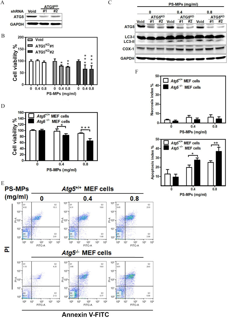 Figure 5A is a western blot plotting short hairpin ribonucleic acid, depicting void and Autophagy Related 5 knockdown for number 1 and number 2 (columns) across Autophagy Related 5 and glyceraldehyde-3-phosphate dehydrogenase (rows). Figure 5B is a bar graph plotting cell viability percentage, ranging from 0 to 200 in increments of 50 (y-axis) across Polystyrene microplastics (0, 0.4, and 0.8 milligram per milliliter) (x-axis) for void, Autophagy Related 5 knockdown for number 1, and Autophagy Related 5 knockdown for number 2. Figure 5C is a western blot plotting Polystyrene microplastics (0, 0.4, and 0.8 milligram per milliliter) (columns) expressing void and Autophagy Related 5 knockdown for number 1 and number 2 across Autophagy Related 5, light chain 3-1, light chain 3-2, Cyclooxygenase 1, and glyceraldehyde-3-phosphate dehydrogenase (rows). Figure 5D is a clustered bar graph plotting cell viability percentage, ranging from 0 to 160 in increments of 20 (y-axis) Polystyrene microplastics (0, 0.4, and 0.8 milligram per milliliter) (x-axis) for Autophagy Related 5 wild type Mouse Embryonic Fibroblasts cells and Autophagy Related 5 null Mouse Embryonic Fibroblasts cells. Figure 5E is a set of six flow cytometry graphs plotting Propidium iodide for Propidium iodide-A, ranging from 10 begin superscript 0 end superscript to 10 begin superscript 4 end superscript in unit increments (y-axis) across Annexin V-fluorescein isothiocyanate for fluorescein isothiocyanate-A, ranging from 10 begin superscript 0 end superscript to 10 begin superscript 4 end superscript in unit increments (x-axis) for Autophagy Related 5 wild type Mouse Embryonic Fibroblasts cells and Autophagy Related 5 null Mouse Embryonic Fibroblasts cells, respectively. Figure 5F is a set of two clustered bar graphs plotting Necrosis index percentage and Apoptosis index percentage, ranging from 0 to 50 in increments of 10 (y-axis) across Polystyrene microplastics (milligram per milliliter), ranging from 0 to 0.8 in increments of 0.2 (x-axis) for Autophagy Related 5 wild type Mouse Embryonic Fibroblasts cells and Autophagy Related 5 null Mouse Embryonic Fibroblasts cells, respectively.