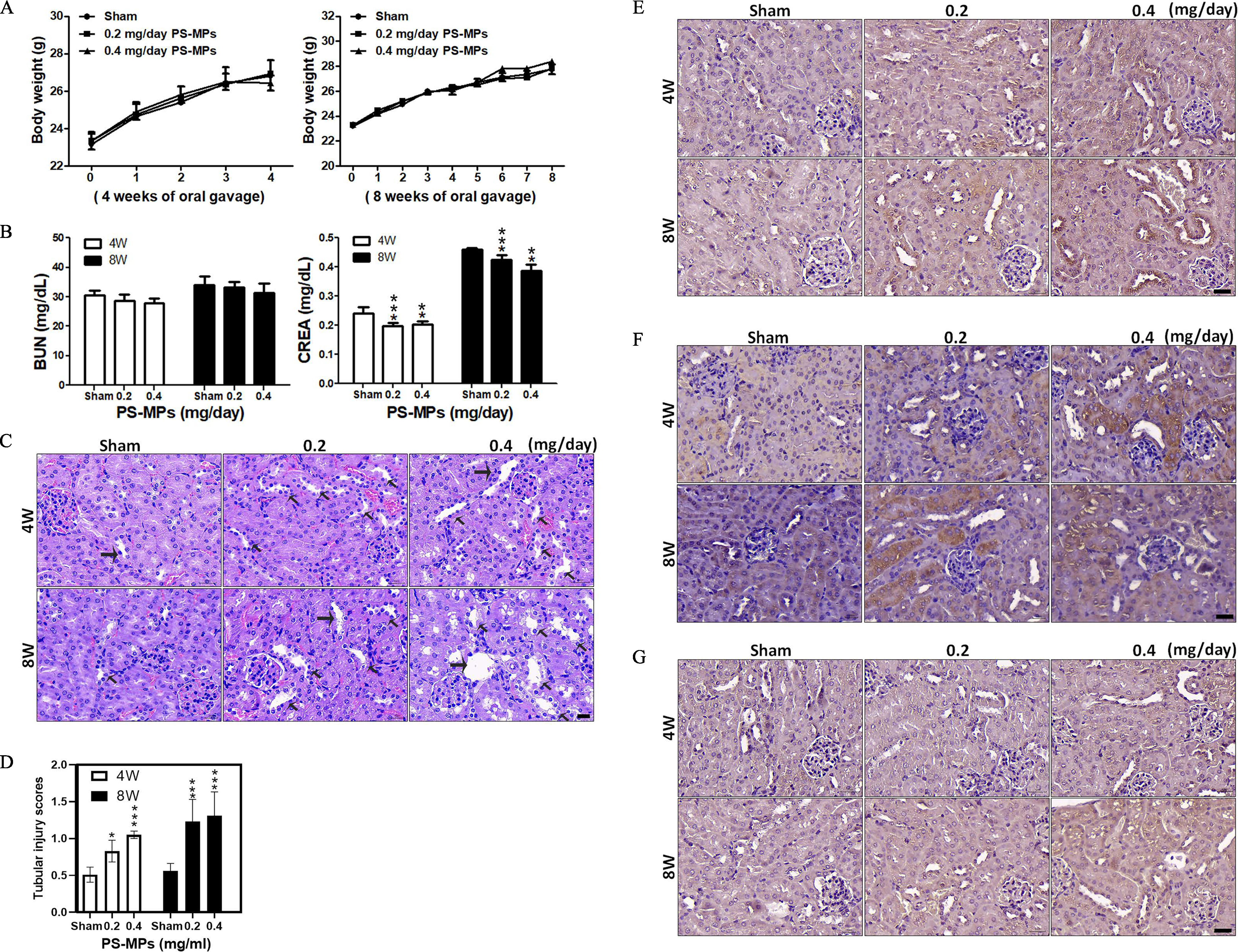 Figure 6A is a set of two line graphs plotting body weight (gram), ranging from 22 to 30 in increments of 2 and 20 to 32 in increments of 2 (y-axis) across 4 weeks of oral gavage, ranging from 0 to 4 in unit increments and 8 weeks of oral gavage, ranging from 0 to 8 in unit increments (x-axis) for sham, 0.2 milligram per day Polystyrene microplastics, and 0.4 milligram per day Polystyrene microplastics. Figure 6B is a set of two clustered bar graph plotting Blood Urea Nitrogen (milligram per day), ranging from 0 to 50 in increments of 10 and Creatinine (milligram per day), ranging from 0.0 to 0.5 in unit increments (y-axis) across Polystyrene microplastics (milligram per milliliter) expressing sham, 0.2, and 0.4 (x-axis) for 4 weeks and 8 weeks, respectively. Figure 6C is a display of three columns, namely, sham, 0.2, and 0.4 (milligram per day) and two rows, namely, 4 weeks and 8 weeks. Figure 6D is a bar graph plotting tubular injury scores, ranging from 0.0 to 2.0 in increments of 0.5 (y-axis) across Polystyrene microplastics (milligram per milliliter) expressing sham, 0.2, and 0.4 (x-axis) for 4 wk and 8 wk. Figures 6E to 6G are each a display of three columns, namely, sham, 0.2, and 0.4 (milligram per day) and two rows, namely, 4 weeks and 8 weeks.