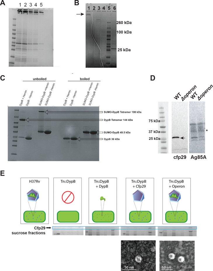 Figure 1—figure supplement 1.