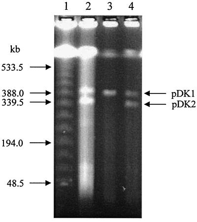 FIG. 4.