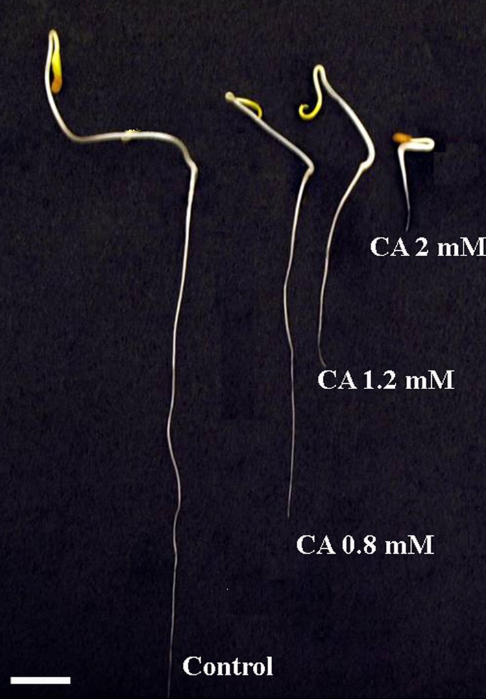 Fig. 2