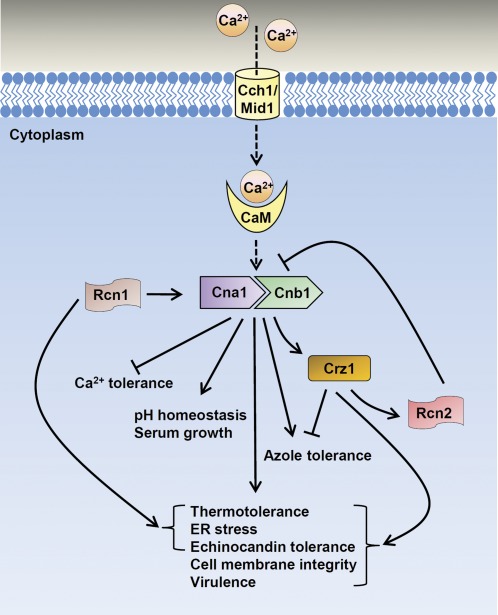 Figure 11