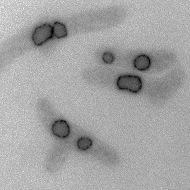 Though microtubule-based mitosis is a fundamental feature of cell division, new work in fission yeast provides evidence for a microtubule-independent nuclear division process in a eukaryotic cell, potentially uncovering an intermediate stage in the evolution of mitosis.