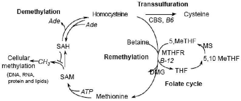 Fig. (1)