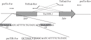 FIG 1