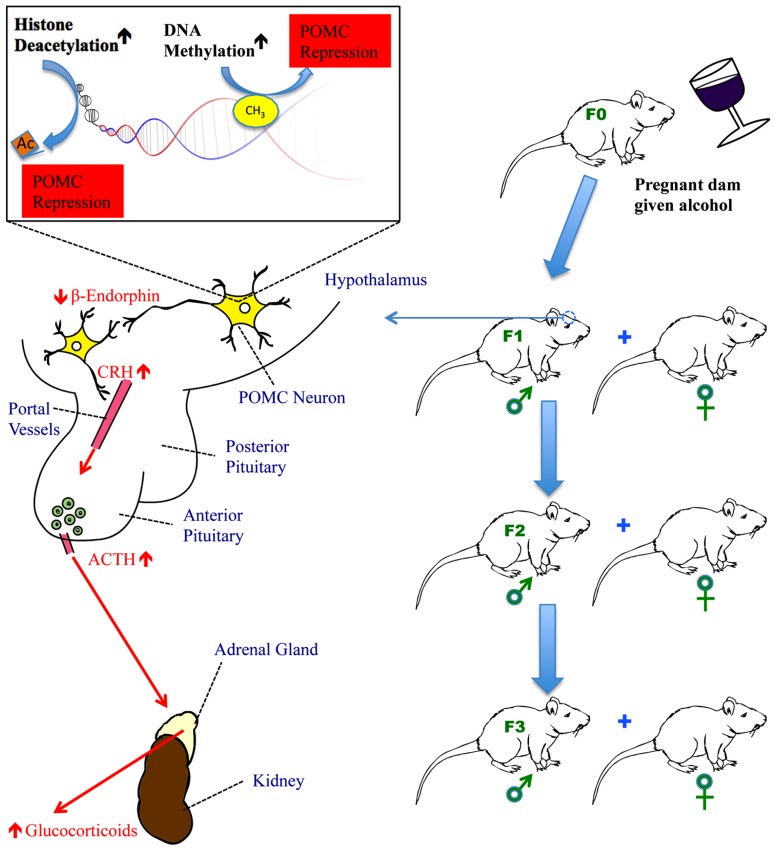 FIGURE 1