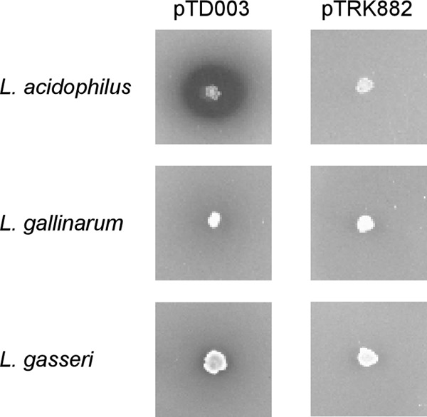 FIG 3