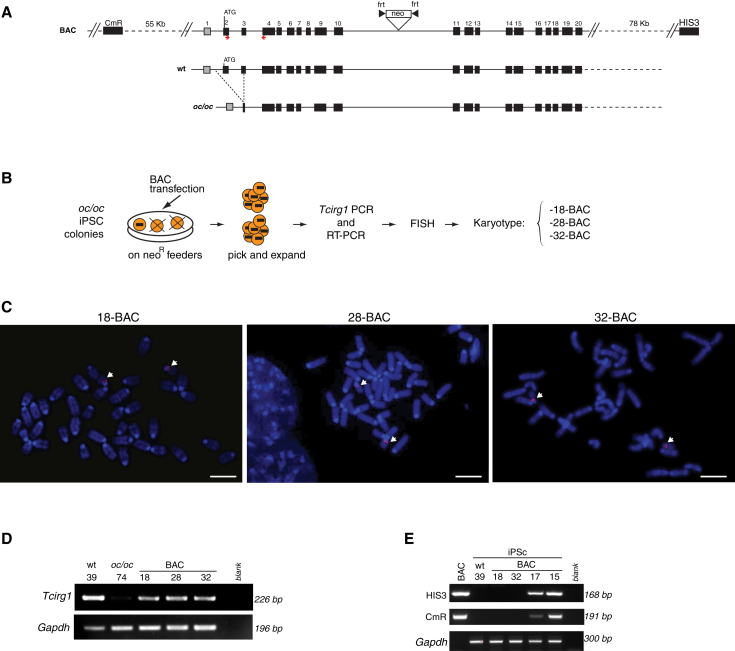 Figure 2