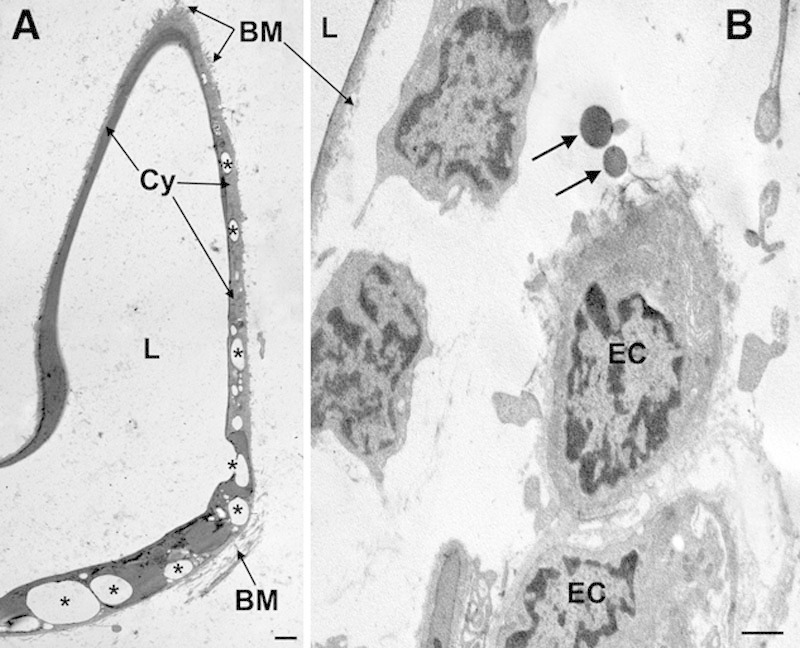 Fig. 8.