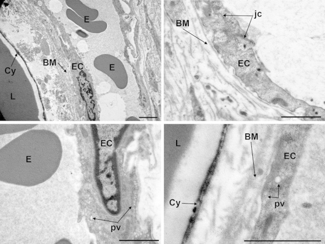 Fig. 6.