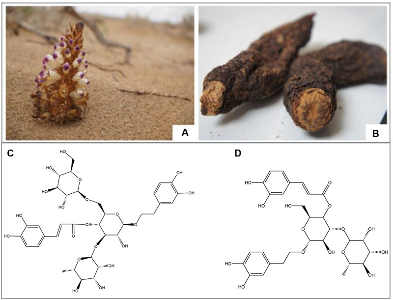 FIGURE 1