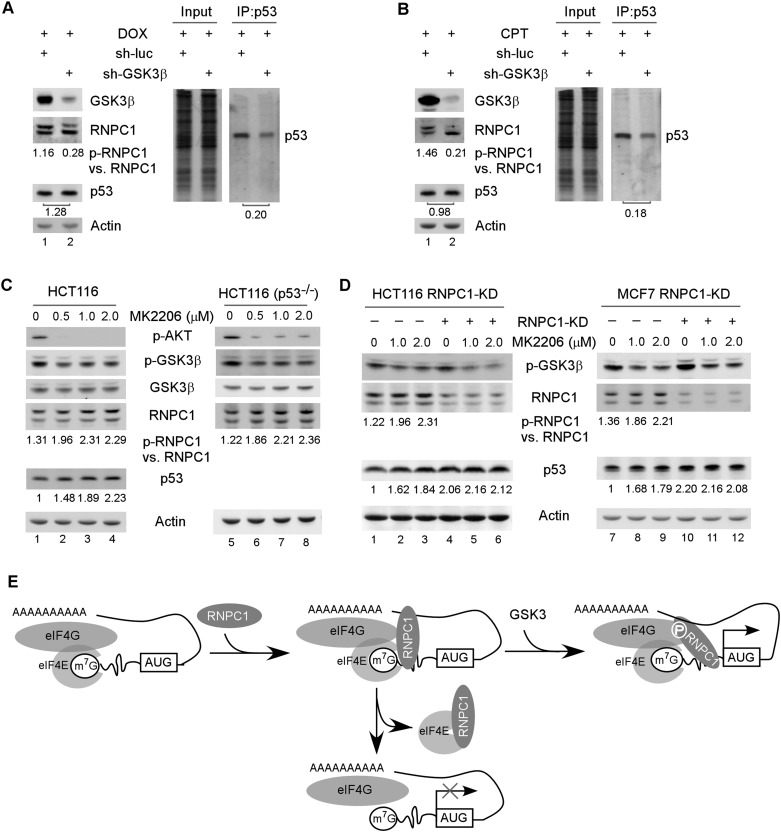 Figure 7.