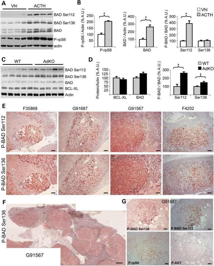 Figure 6.