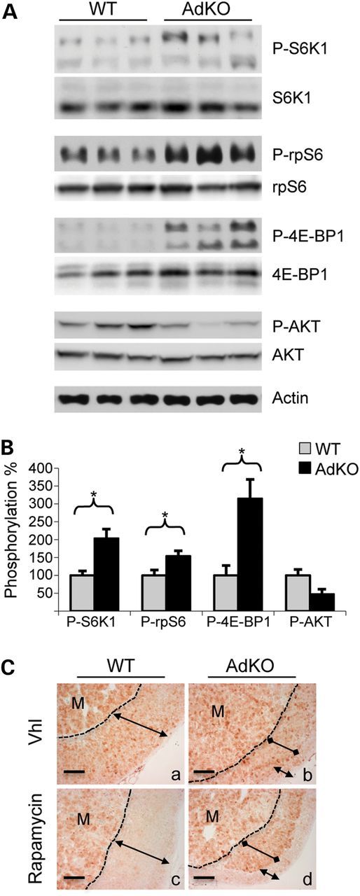 Figure 1.