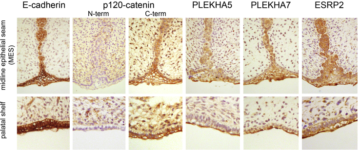 Figure 5