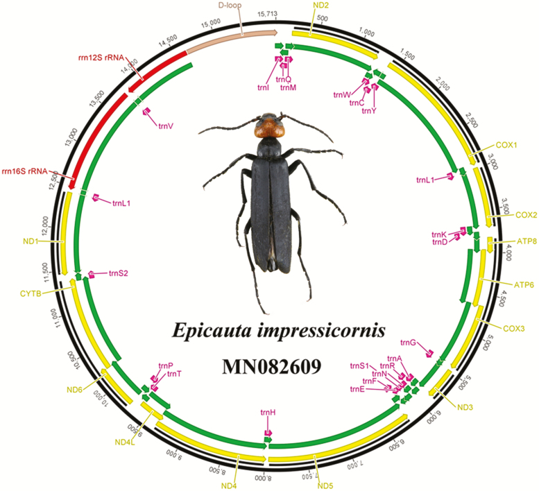 Fig. 1.