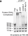 Figure 3—figure supplement 1.