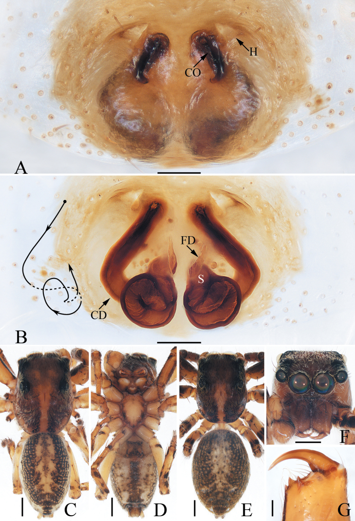 Figure 21.