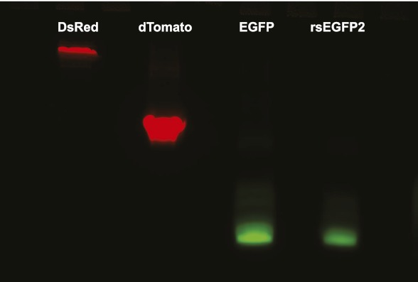 Figure 2—figure supplement 1.