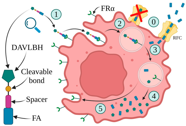 Folate Receptor Alpha—A Secret Weapon in Ovarian Cancer Treatment? - PMC