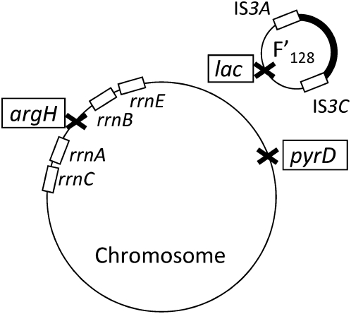 Figure 4.—