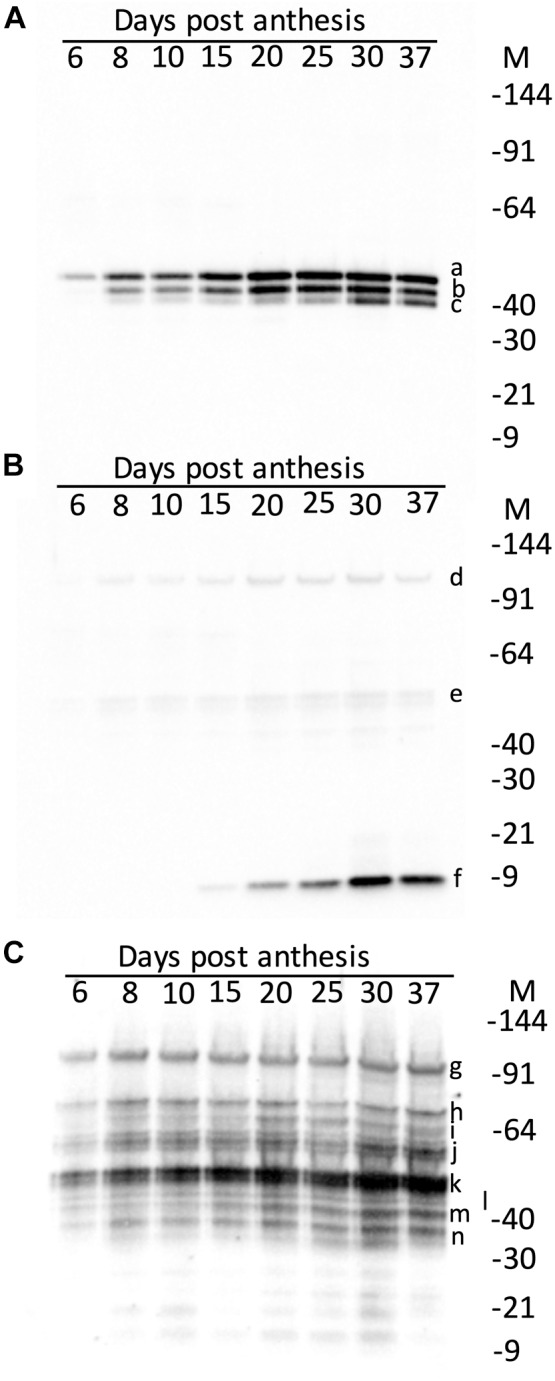 FIGURE 3