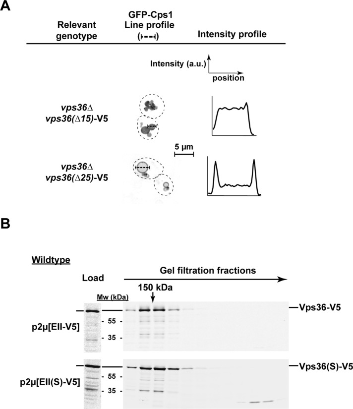 FIGURE 6: