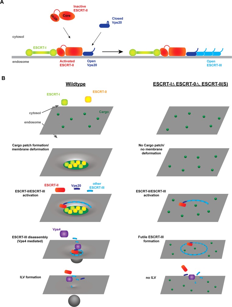 FIGURE 7: