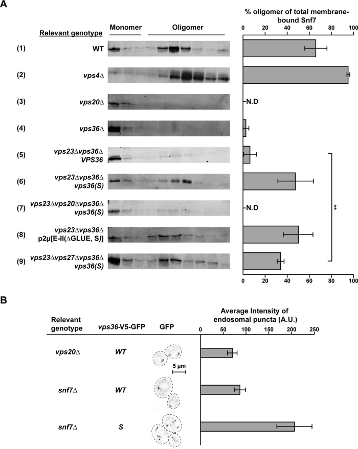 FIGURE 5: