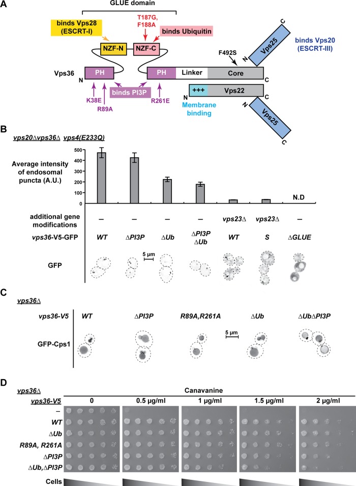 FIGURE 1: