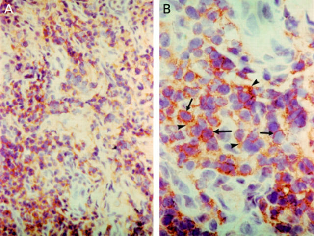 Figure 1  