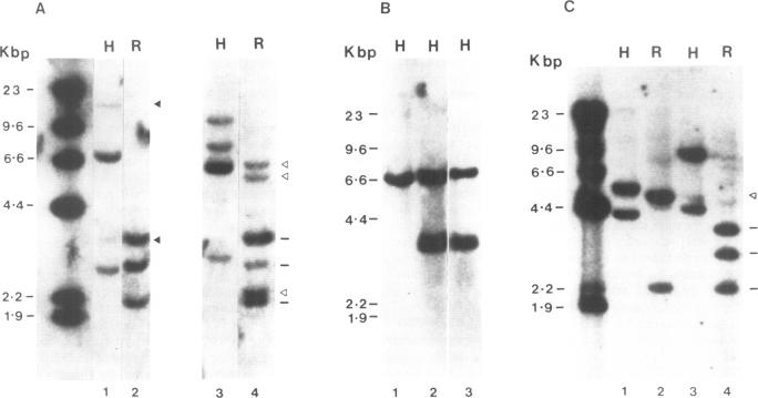 Fig.3.