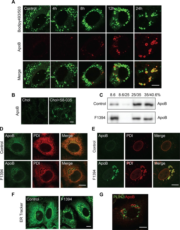 FIGURE 6: