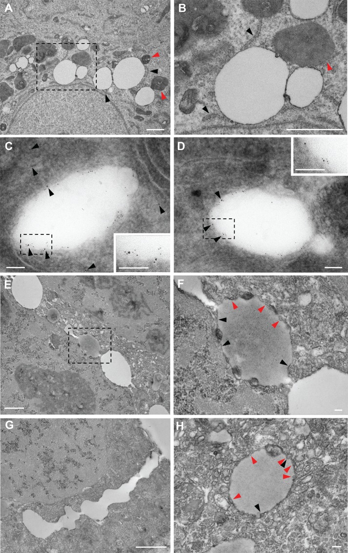 FIGURE 7: